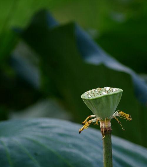 廉洁之路——植物的象征与启示（以植物为媒介）