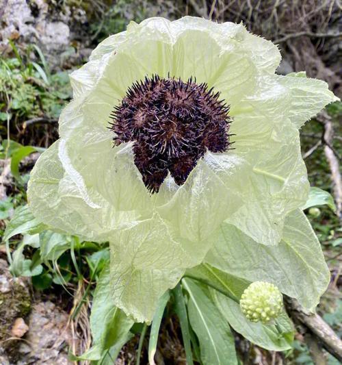 雪莲花（寻找内心的清白与力量）