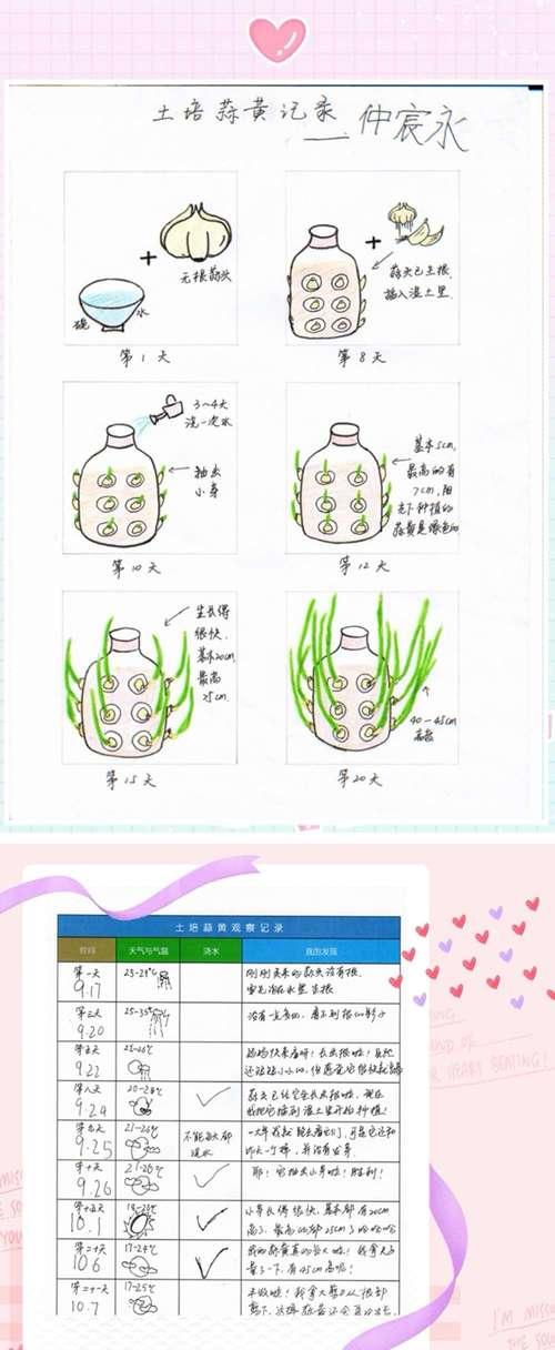 幸运草种子的种植方法（学会这些技巧）