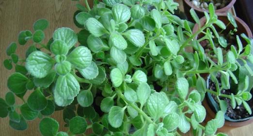 红杏为裸子植物，与花草树木不同（探究红杏的特殊植物属性）