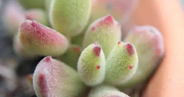 熊童子多肉的完美养殖技巧（掌握多肉熊童子的生长秘诀）