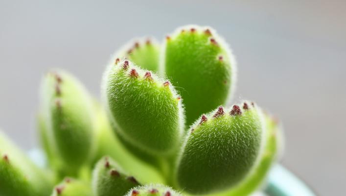 探究熊童子对不同肥料的喜好及使用技巧（探究熊童子对不同肥料的喜好及使用技巧）