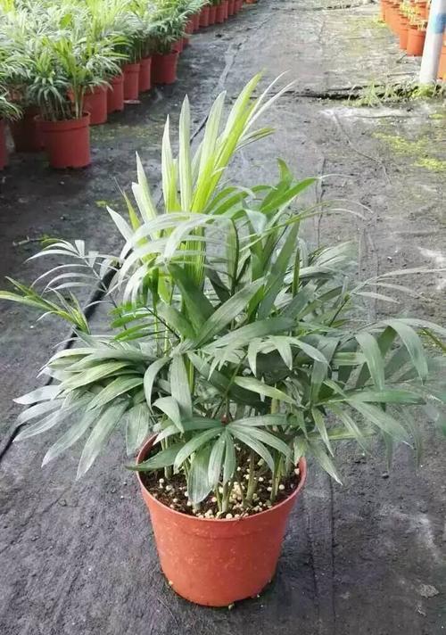 如何选择合适的盆种植袖珍椰子（盆的大小）
