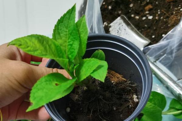 绣球花的根系及其特点（探究绣球花根系的发达程度与特点）