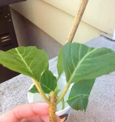 绣球花扦插的最佳时间和方法（如何在正确的时间采集和插入绣球花扦插）