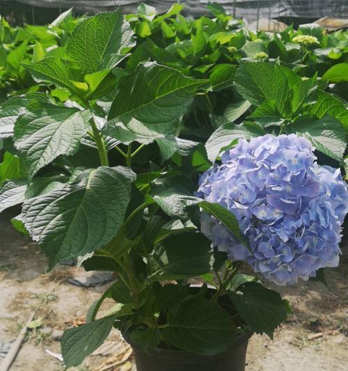 如何为绣球花施肥最好（掌握正确的施肥技巧）