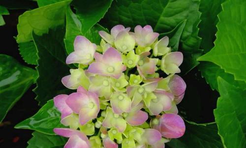 绣球花-四季常青的美丽（以花开为名）