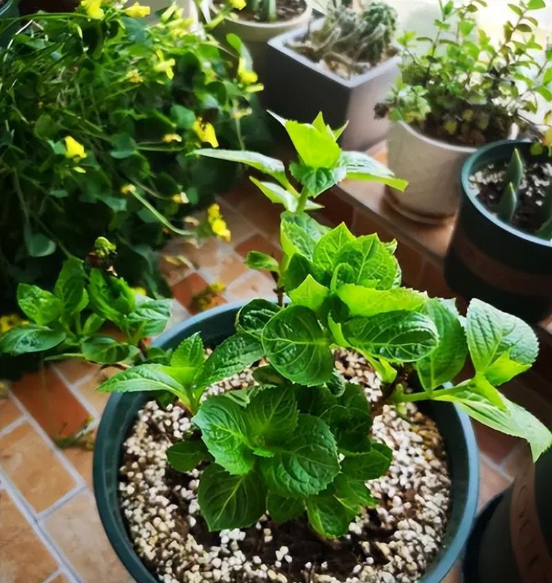 如何移盆绣球花及浇水技巧（小心操作）
