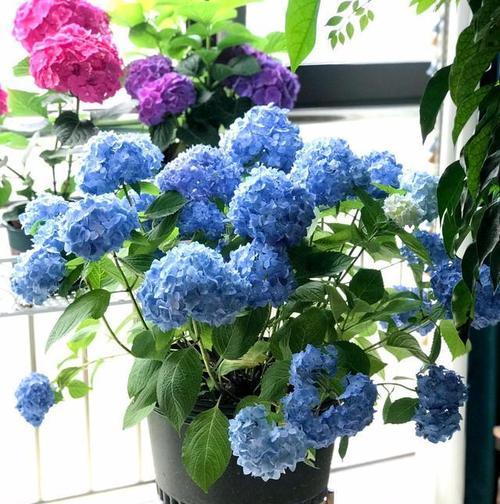 如何养护好绣球花（水养方法详解）