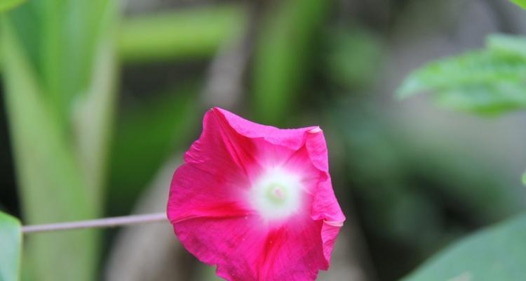 旋花科植物（探索旋花科植物的生态和人类利用价值）