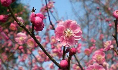 梅花的象征意义（深入探究梅花的文化内涵）