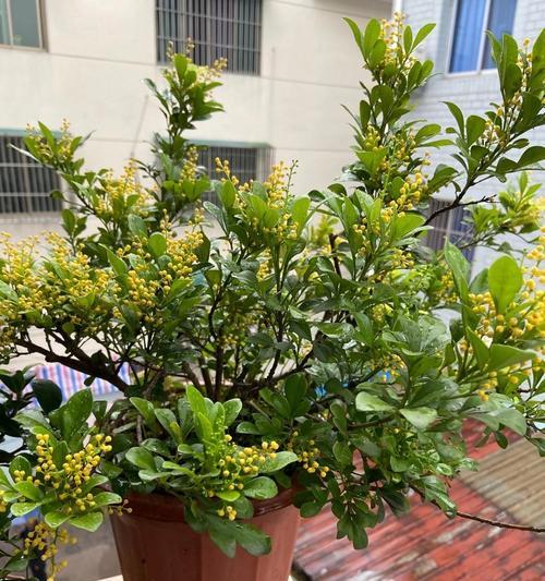 米兰花的花语与传说（探寻米兰花的花语背后的神奇传说）