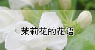 茉莉花的花语和寓意，送给适合的人（美丽芳香的茉莉）