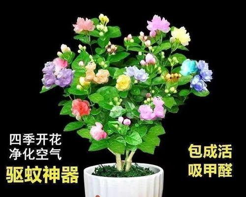 茉莉花的寓意（香气迷人的花朵）