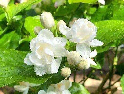 茉莉花的花语与意义（探寻茉莉花背后的神秘花语）