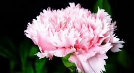 母亲节（一束康乃馨）