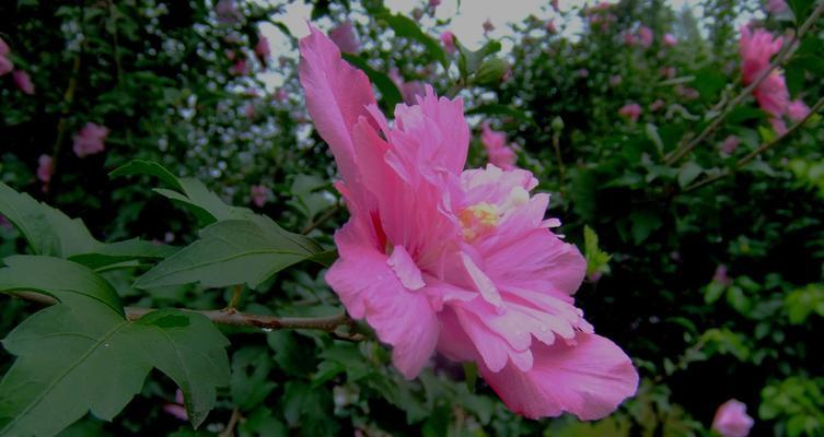 木槿花的传说与花语（探寻木槿花的神秘力量和美丽寓意）