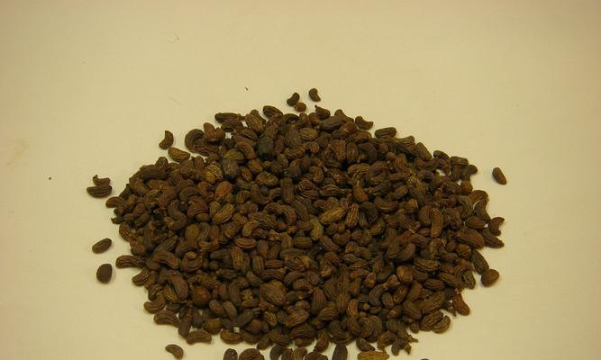 女贞子的花语及其象征意义（探索女贞子花语的深层含义与文化意义）