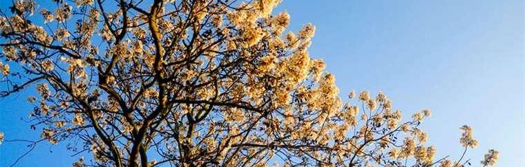 泡桐花语与寓意（以泡桐花的花语和寓意为主题）