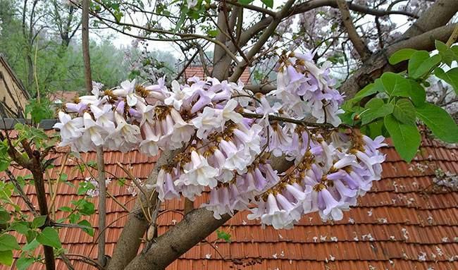 泡桐花的花语与寓意（探索泡桐花背后的意义与象征）