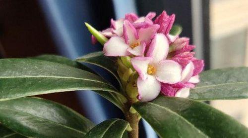 瑞香花（传递温暖和希望的花语）