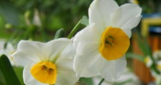 秋水仙花（秋水仙花的美丽与象征——探究花语与文化的关联）