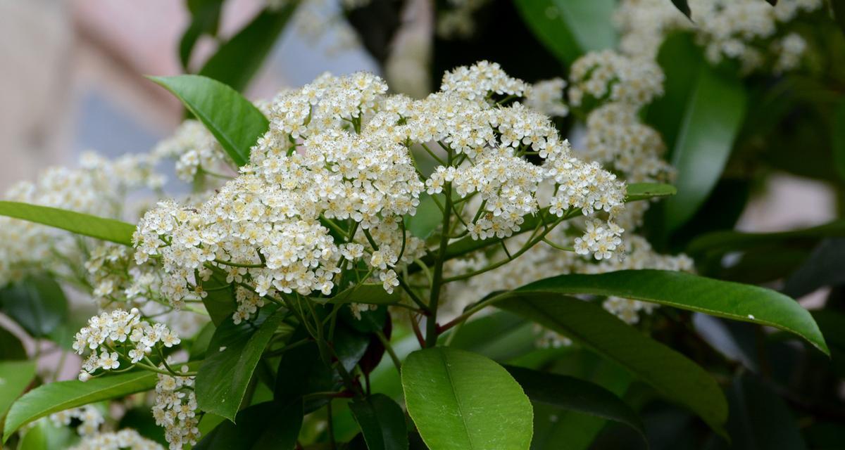 石楠花的花语及其意义（探寻石楠花的神秘之美）