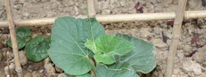葫芦栽培之浇肥知识（选择适合葫芦的肥料种类）
