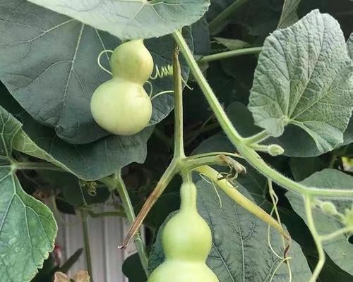手捻葫芦（生长快速、易于养护的植物）