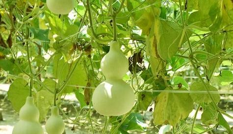 葫芦南方种植及其方法（南方气候适合葫芦种植）