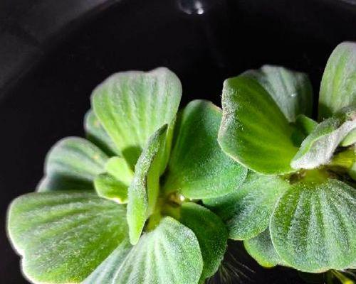 如何科学养葫芦，让它健康成长（从土壤、水肥、遮荫到防虫病）