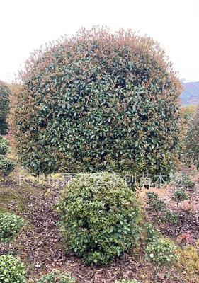 湖南适宜种植的树种有哪些（探寻湖南地区最适合生长的树种及其特点）