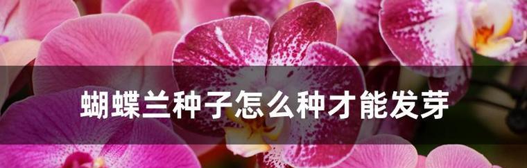 蝴蝶兰底肥选择与施用方法（优选底肥）