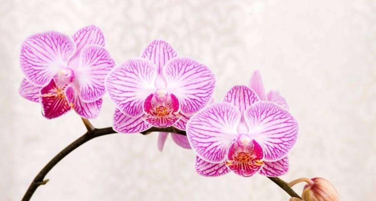 蝴蝶兰花的花语与代表意义（探寻蝴蝶兰花的传统象征和现代意义）