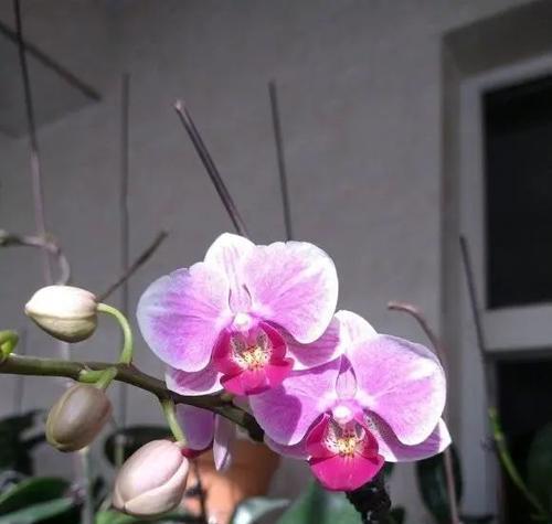 蝴蝶兰的花期和生长周期（掌握蝴蝶兰的生长规律）