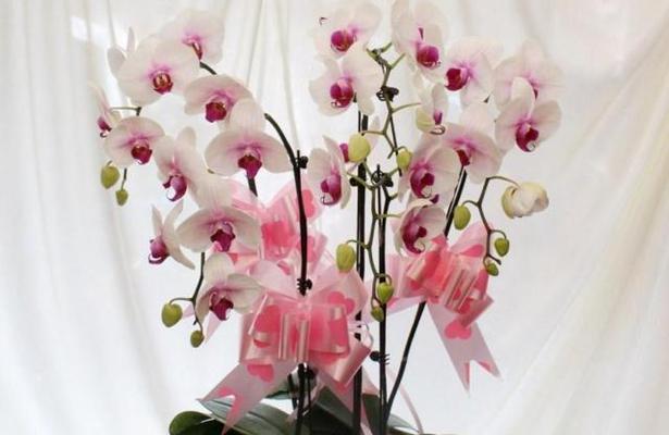 蝴蝶兰花谢后的养护方法（掌握养护技巧）