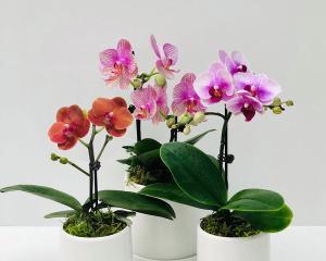 蝴蝶兰能净化空气吗（揭示室内污染源及如何选购适合自己的净化植物）