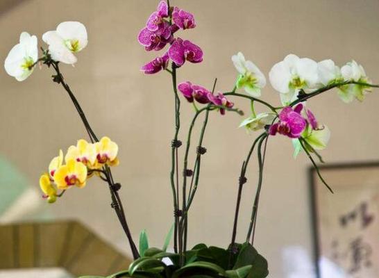 室内还是室外（探讨蝴蝶兰室内外养殖的优缺点和适应环境的要求）