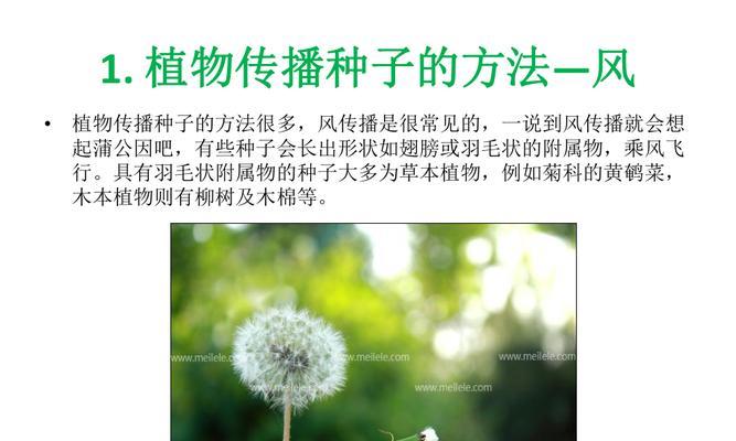 如何让蝴蝶兰种子在几天内发芽（掌握关键要点）