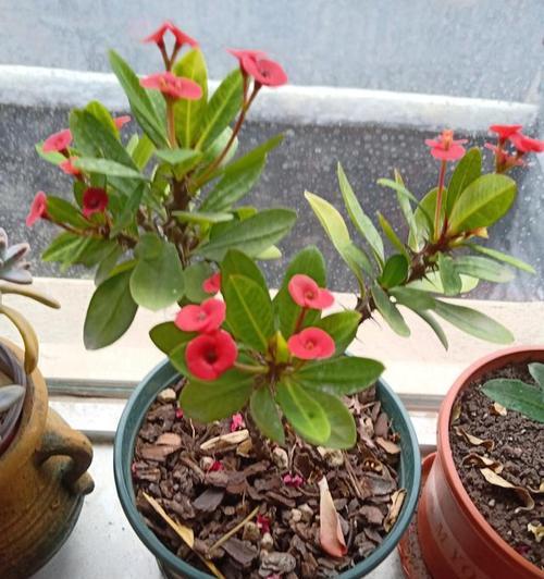 冬季虎刺梅剪枝技巧（如何正确进行虎刺梅的冬季修剪）