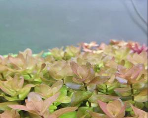 虎耳水草的养殖方法和注意事项（打造一片绿色的水底花园）