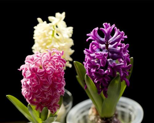 风信子的花语与象征意义（揭示风信子的神秘之美）