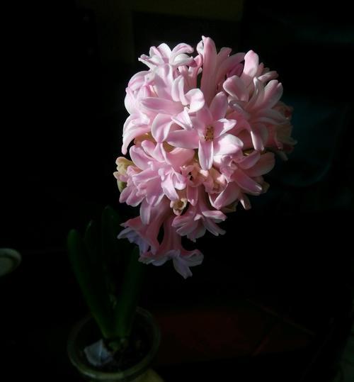 橙色风信子的花语及意义（传递热情与喜悦的花朵）