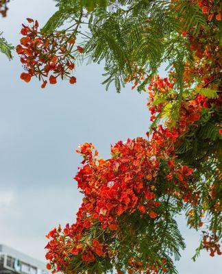 凤凰花（凤凰花的象征意义与生命力）