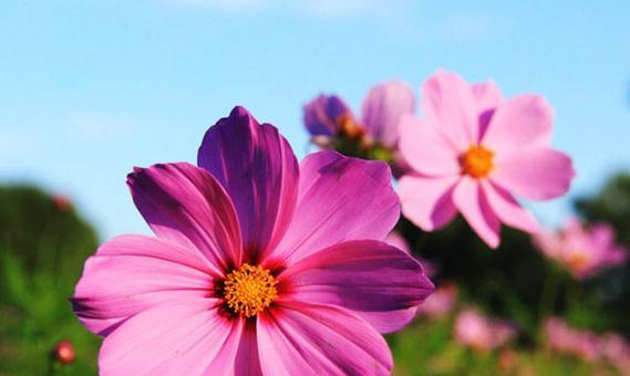 格桑花的寓意与花语——坚强、纯洁和希望的象征（探索格桑花的美丽与深刻内涵）