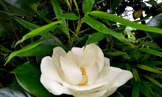 广玉兰花（探寻广玉兰花的寓意与魅力）