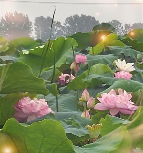 花语之美（玫瑰花与荷花的花语对比及各自的美妙故事）