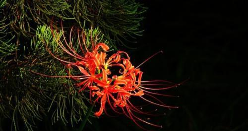 黑色彼岸花（黑色彼岸花的花语与象征）