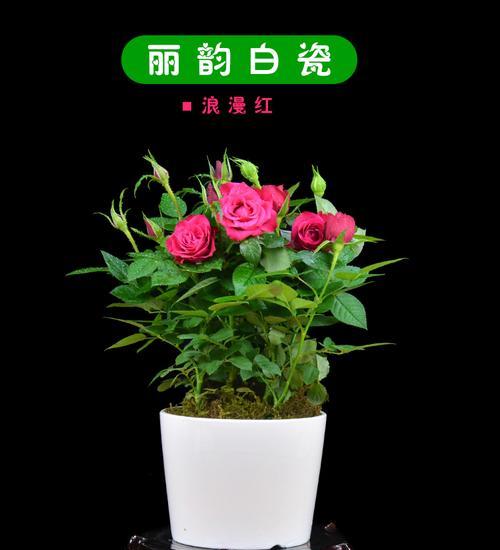 玫瑰在家里养好不好（室内养玫瑰的注意事项）