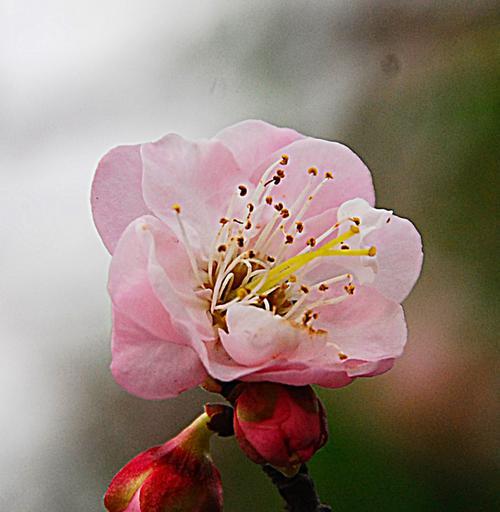 梅花的品质和精神（传承千年的文化符号与美学价值）